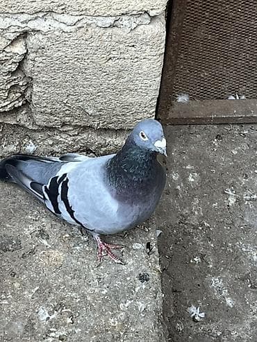 Goy drakon erkek satilir barteri mumkundu narmalni ag nisan mayayla