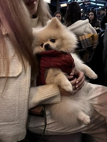 Şpitz, 4 il, Erkek, Cütləşmə üçün