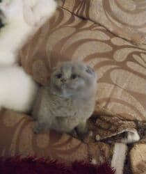 maykonq pişiyi: Şotland yastı qulaq, Erkək, Dişi — 3