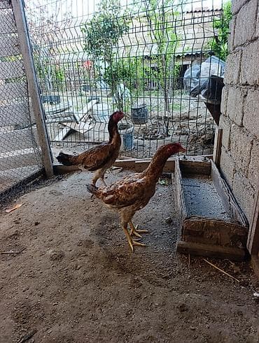 serebris cücə: Toyuq cücələri, Damazlıq — 4