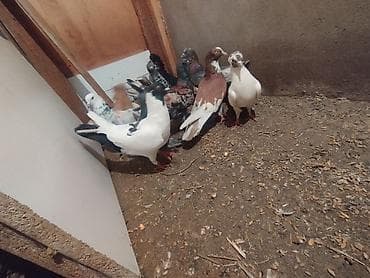 tutu suknje za mame i cerke: Məhsul: Ev göyərçinləri her biri sahibləndirilir wacap 0514383839 — 6