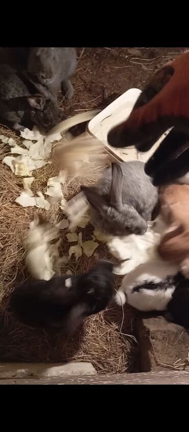 Gəmiricilər: Satlıq dovşanlar – müxtəlif rəng və ölçülərdə Məhsulun təsviri: - Bir — 2