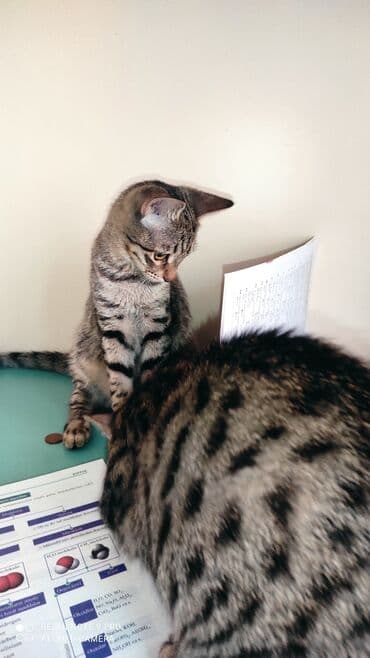 pişiy şəkilləri: Tabbi, Erkək, Yaxşı əllərə, Ünvandan götürmə, Pulsuz çatdırılma, Ödənişli çatdırılma — 6