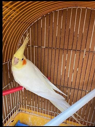 amadin quşu: Cute hazir dışı ve erkek korellar hazır cut korellarda var sağlam — 2