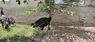 Hinduşkalar: Məhsul: Hind quşları (hind toyuqları) Təsvir: - Şəkillərdə açıq — 7