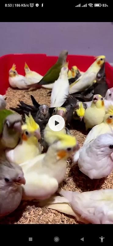 balaca danalar: Salam bayram endirimlərindən istifadə edə bilərsiniz — 5