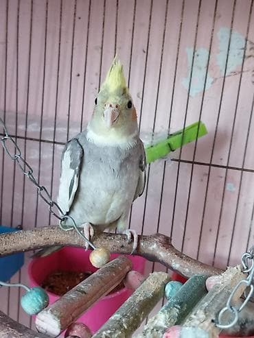 ev qus: Nimfa (cockatiel) papağanı – boz-ağ lələklər, sarı çəngəlvi toqqa və — 2
