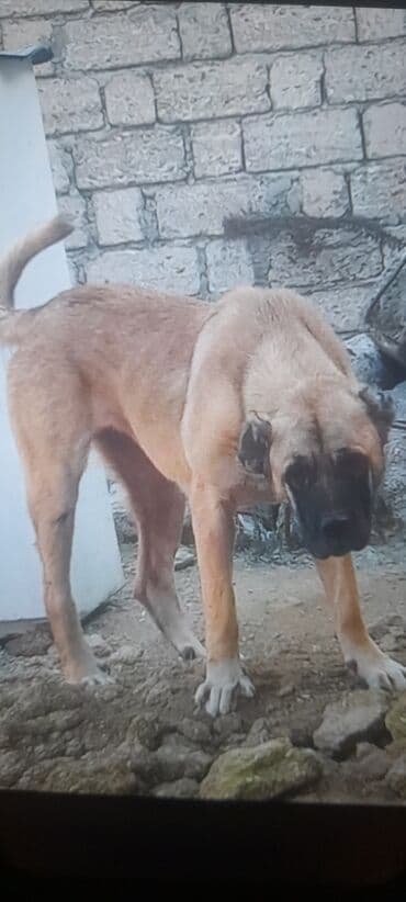 pekines itləri: Kanqal, Peyvəndli — 1