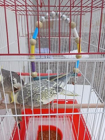 qefes: Erkey disidi satmaq meqsedim ölkeden gedirem baxan olmayacaq qefes — 4