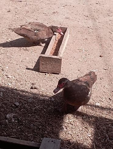 lal ördey: Musk ördəkləri dəsti – 1 erkək və 2 dişi - Cins: Musk (indo-ördəyi) — 6