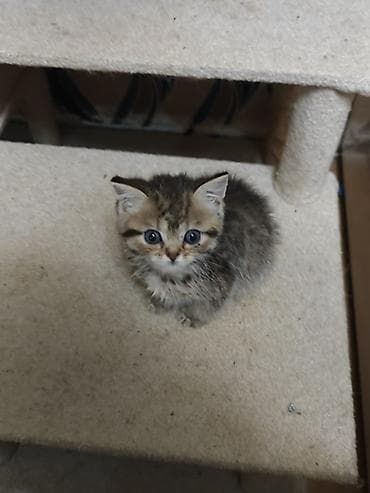 yem qabi: Tabbi — 4