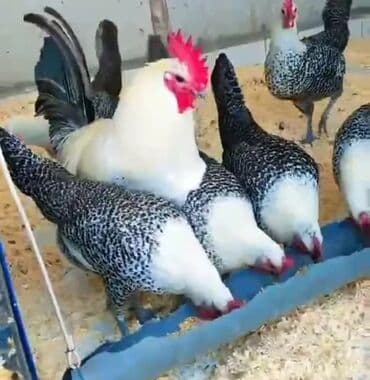 cücə və xoruz: Salam Ayam cemani,,. argenal.yumurtasi,cucesi.colpasi,,xoruzu.toyugu — 18