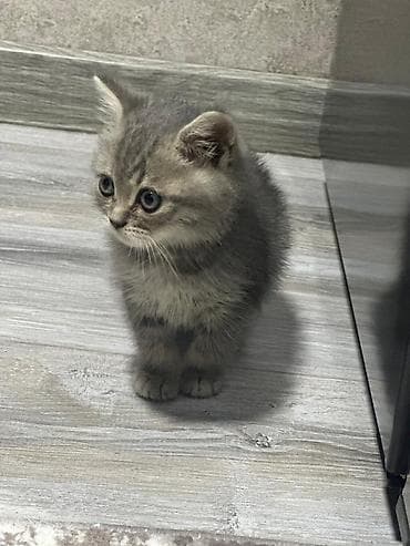 pișik: Erkək, Pulsuz çatdırılma — 1