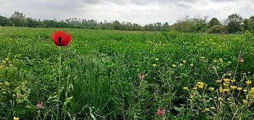 tap az kiraye evler memar ecemi: 150 sot, Biznes üçün, Mülkiyyətçi, Kupça (Çıxarış) — 1