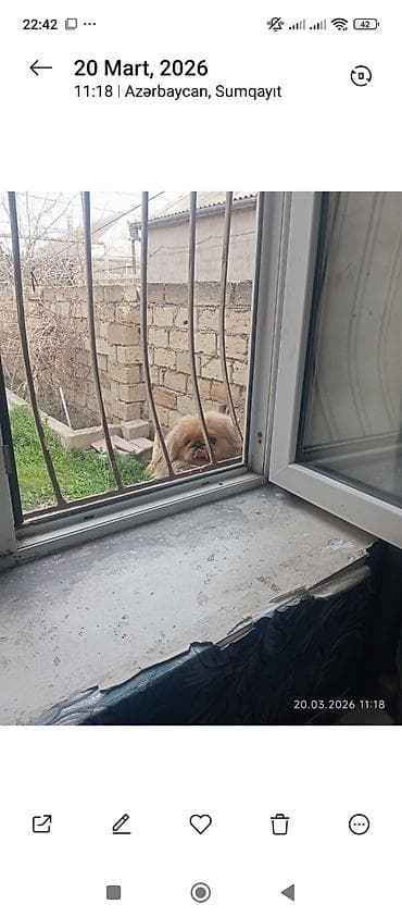 volkodav itleri: Pekines, 1 il, Dişi, Peyvəndli, Ünvandan götürmə — 5