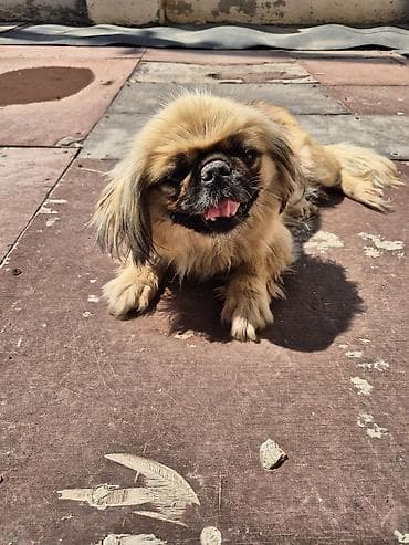 it sekilleri: Pekines — 2
