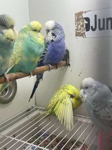 yasil bas ordek: Naxışlı “Jumbo” dalğalı tutuquşu (budgerigar) - Növ: Jumbo dalğalı — 2