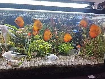 Животные: Дискус, Мирные — 1