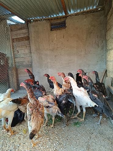 karella qus: O shamo fereler 50-100 azn arasi xoruz 100 150 azn.Sumqayit — 7