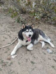 xaski gence: Xaski, 1 il, Dişi — 9