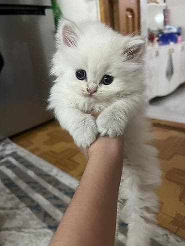 Qızıl şinşilla, Erkək, Yaxşı əllərə, Ünvandan götürmə, Ödənişli çatdırılma — 5
