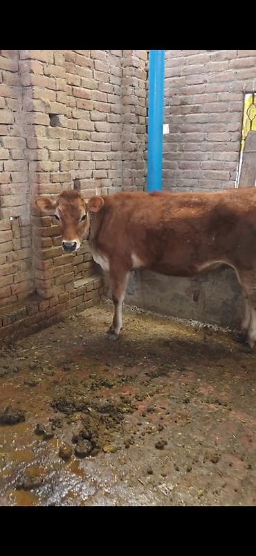 Бараны, овцы: Inek 3 balasi dogub disi balaldir 4 ayliq disi duyesi var her saganda — 5