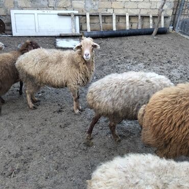 Mercedes-Benz: 6 qoyun boğaz 1qoc bir yawi var qiymeti 2500 manat — 4