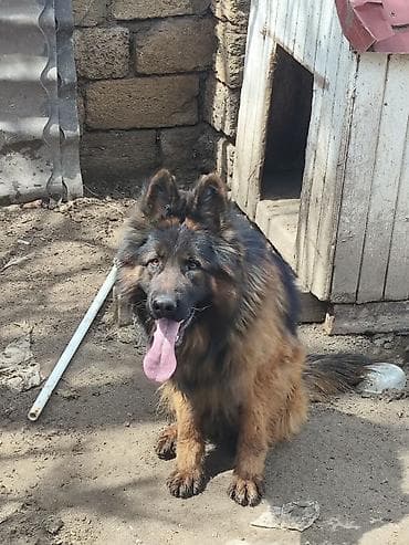 İtlər: Alman çoban iti, 1 il, Erkek, Sənədli, Ünvandan götürmə, Pulsuz çatdırılma, Ödənişli çatdırılma — 5