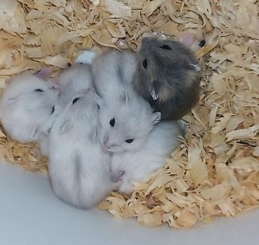 norka heyvan: Yeni 2mərtəbəli qəfəs 2xomyak ağ və boz🐭 qəfəsin içində Fırlanan çarxı — 10