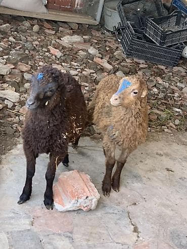 Məhsul: Qoç quzular (2 ədəd) Təsvir: - Şəkillərdə 2 ədəd quzu