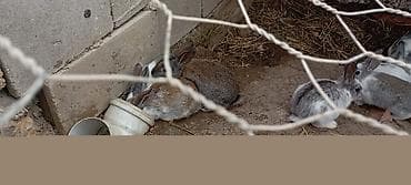 Digər heyvanlar: Dekorativ dovşan balaları - Rənglər: ağ, boz-ağ qarışıq, tünd-boz və — 6