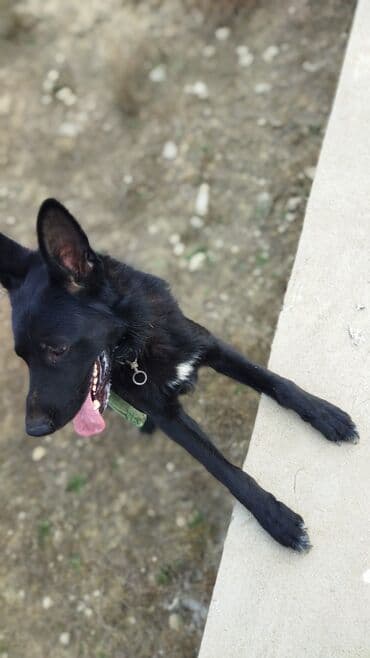 it paltarı: Alman çoban iti, 1 il, Erkek, Sənədli, Ünvandan götürmə, Ödənişli çatdırılma — 4