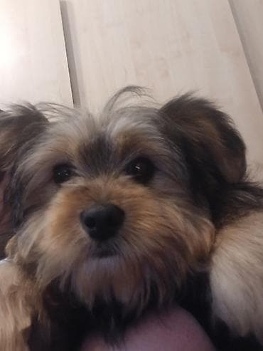 york tegovi: Yorkşir teryer, 5 ay, Erkek, Peyvəndli — 5