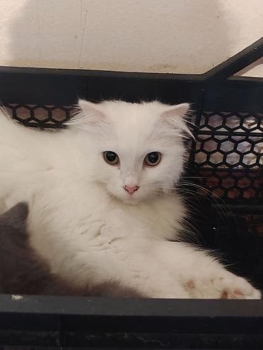 pişikler: Türk anqora, Dişi, Ünvandan götürmə — 3