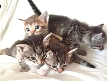 Akvarium aksessuar və ləvazimatları: Tabbi, Yaxşı əllərə — 3