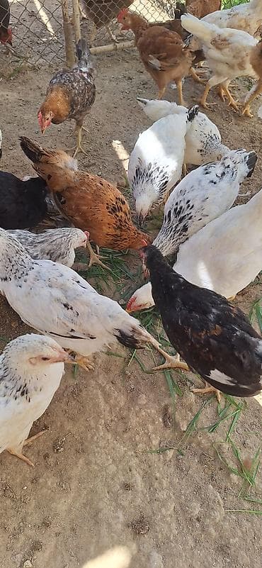 Məişət toyuqları – qarışıq cinslər - Şəkillərdə gördüyünüz kimi — 5