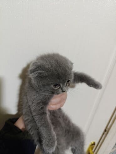 американский вислоухий кот: Шотладская вислоухая — 2