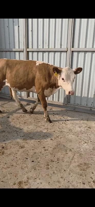 Кошки: Simental xanlar 2 eded dişi 4 ayı keçiblər damazlıq heyvandarlıq üçün — 9