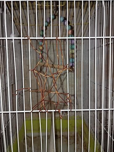 Грызуны: Salam Herkese Quş qefesi satılır 3 eded demiri yoxdur misle bağlamışam — 1