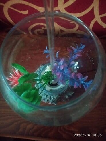 cuce ucun su qabi: Yumru akvarium, 5 l — 1