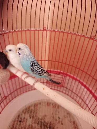 yarasa yuvası fiyatı: Ana Ata 2 balalar 10 15 gunen sora yuvadan çıxacaqlar qəfəsin qutusun — 2