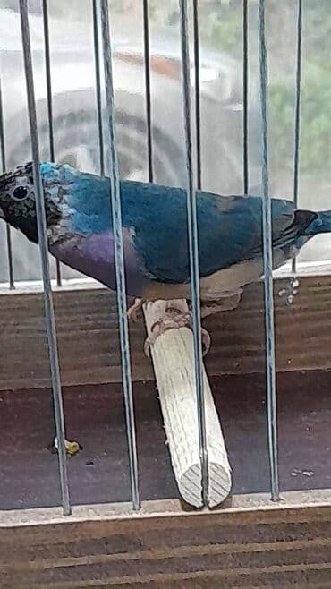 пудель карликовый цена: Amadin gulda goy reng 1 yasli maya satilir — 1