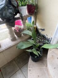 yeni il şənliyi 2022: Xalça — 42