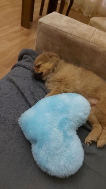 Gəmiricilər: Şpitz, Dişi, Pulsuz çatdırılma — 2