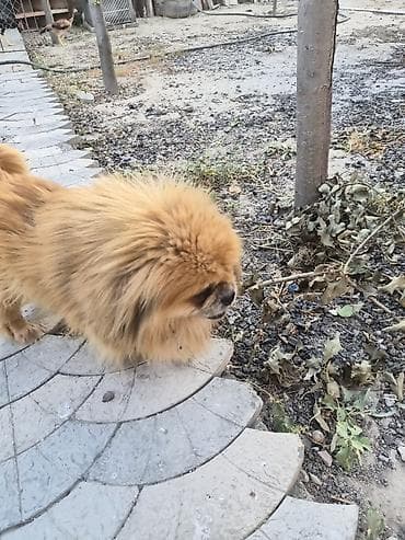 Heyvanlar: Pekines, 1 ay, Erkek, Peyvəndli, Ünvandan götürmə — 5