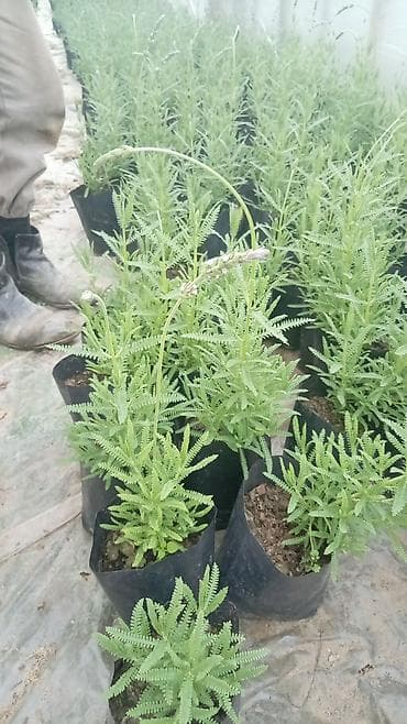 ketan toxumu harda satilir: LAVANDA gülləri. Möhtəşəm ətirli güllər — 2