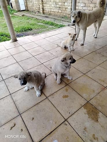 golden iti: İt balaları – iri cins, həyətyanı sahə üçün • Cins/type: Böyük — 3