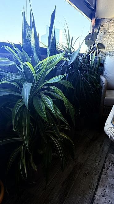 pul getiren guller: Böyük ölçülü otaq bitkiləri dəsti 1ededi 40 manatdi - Növ: Dracaena — 2
