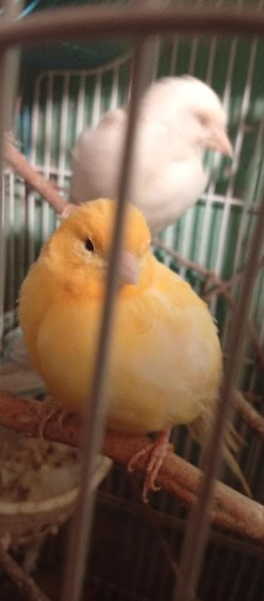 ereb ati satilir: Salam 1 cüt korella 70 manata.bala almışam 4 ədəd elada baxırlar 1 — 8