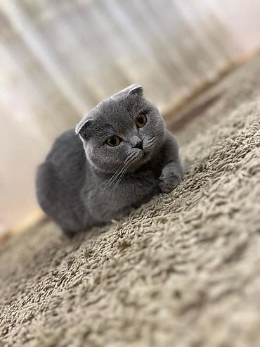 ev quslari adlari: Şotland yastı qulaq, Yaxşı əllərə — 1